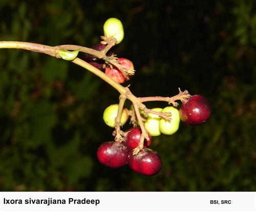 Ixora sivarajiana Pradeep